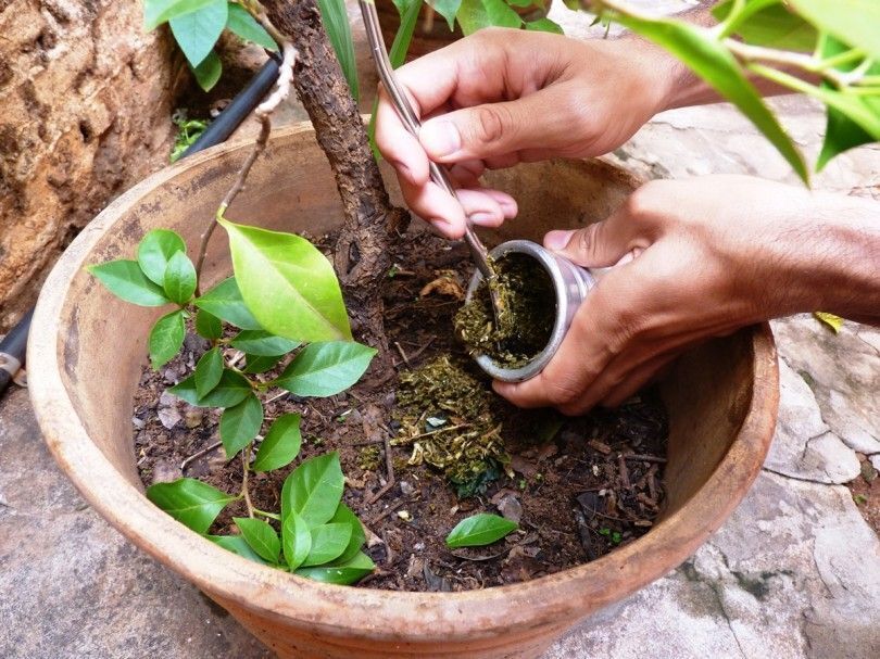 Yerba mate leaves used as organic fertilizer for plants in garden