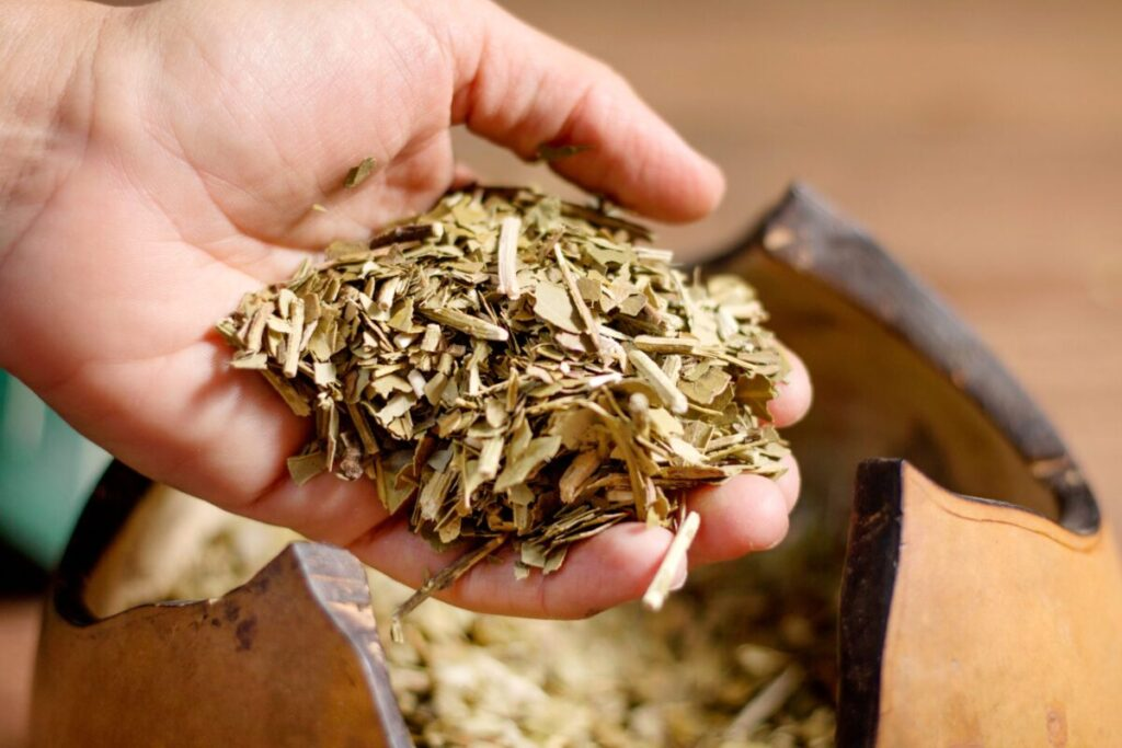 Hand holding yerba mate leaves for traditional and alternative uses